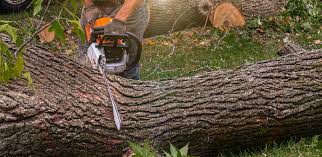 How Our Tree Care Process Works  in  Jonesville, LA