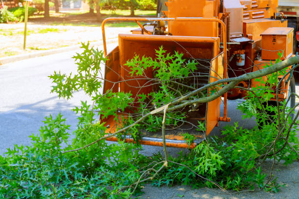 Best Emergency Tree Removal  in Jonesville, LA