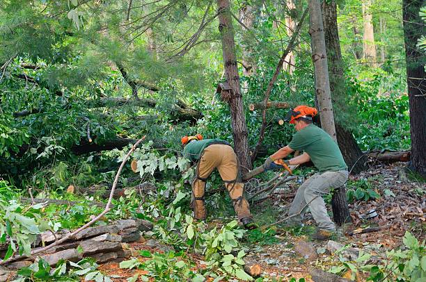 Best Landscape Design and Installation  in Jonesville, LA